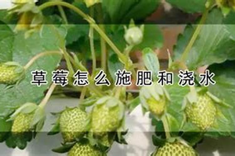 盆栽草莓怎么施肥和浇水 具体方法是什么
