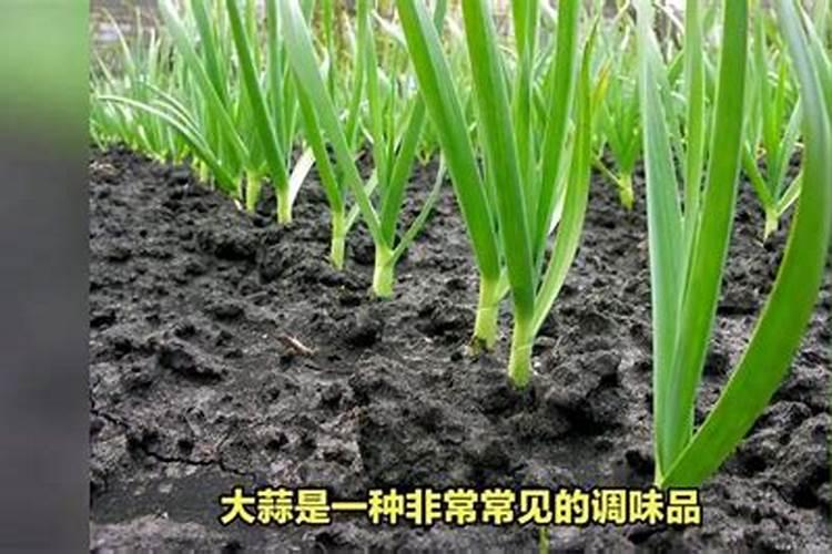 怎样养殖吊兰