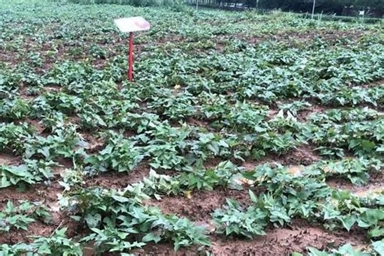 芸苔素打多了会疯长吗