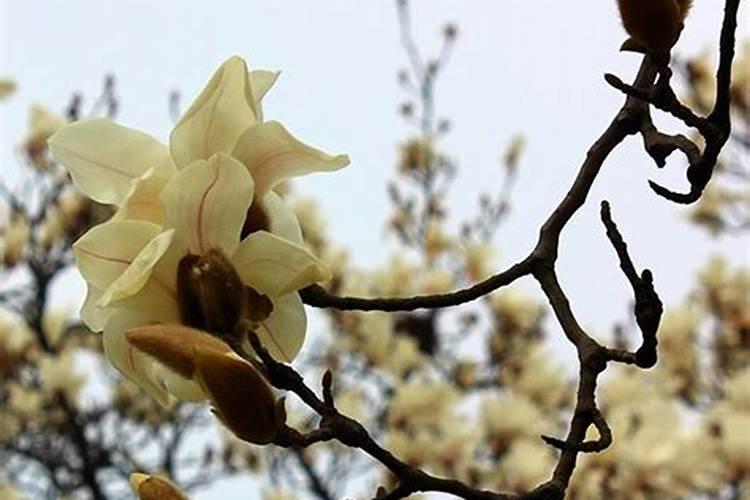 笋什么时候播种最好