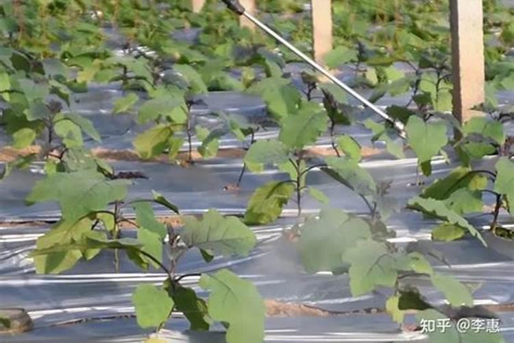 水溶肥结块正常吗