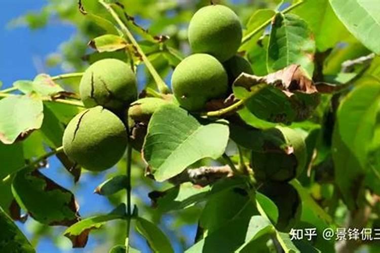 核桃树怎么施肥好？