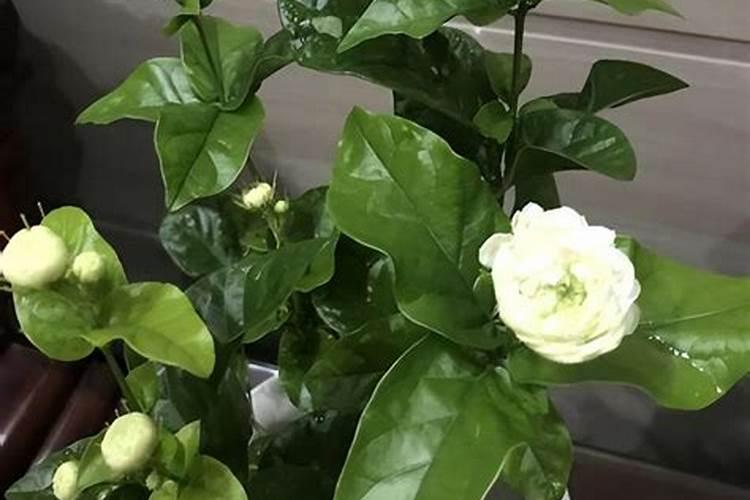 虎头茉莉怎么养殖方法