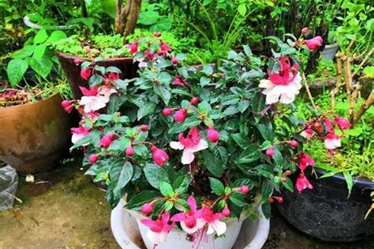 葡萄花期可以喷施叶面肥吗