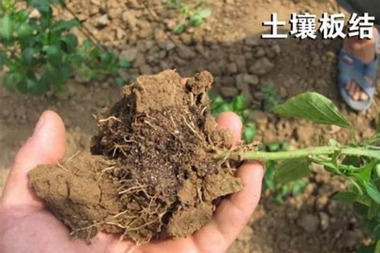 山芋叶面肥如何配制