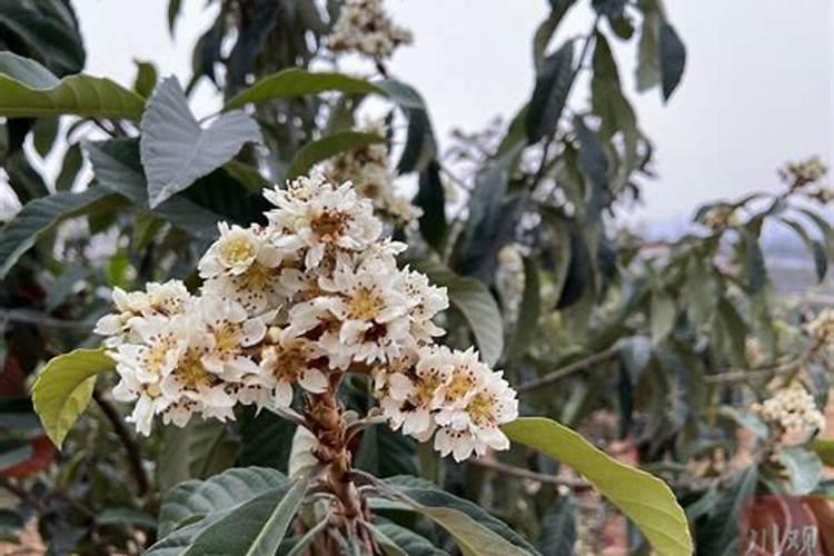 小麦干旱打叶面肥可以吗