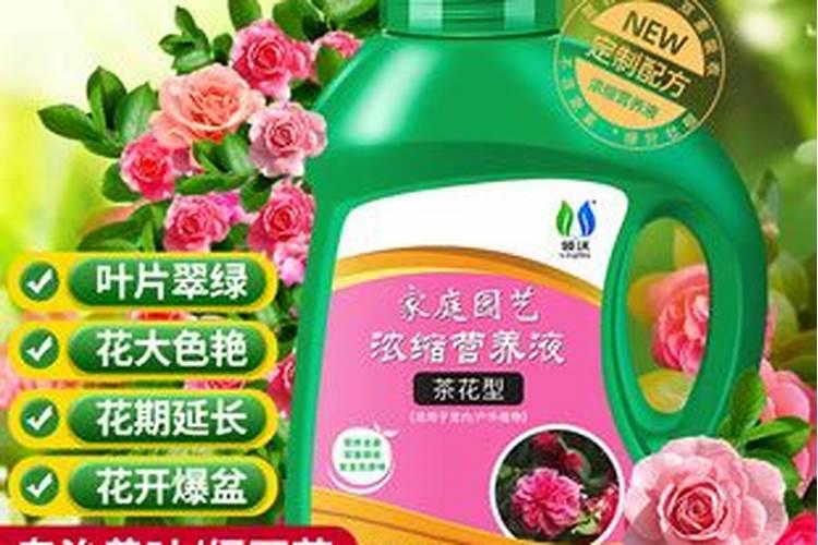 栀子花打苞不开花是什么原因