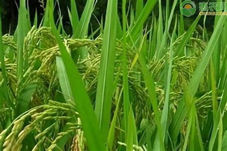 赤霉素和表芸内酯混用在茶树上有什么效果