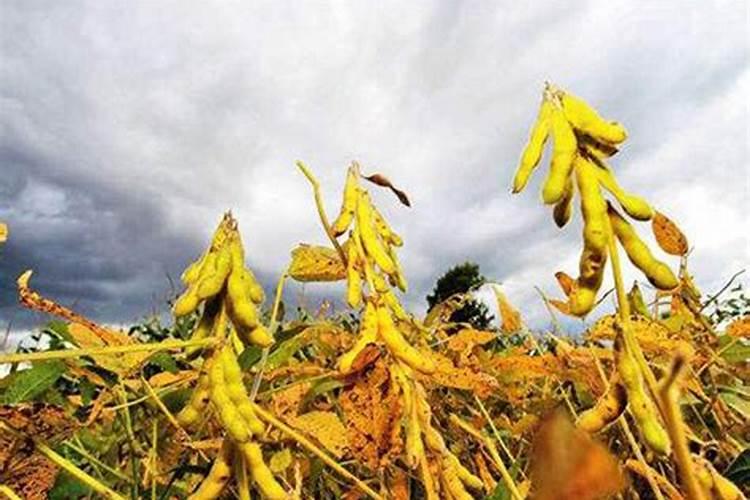 大豆苗期追肥的最佳时间