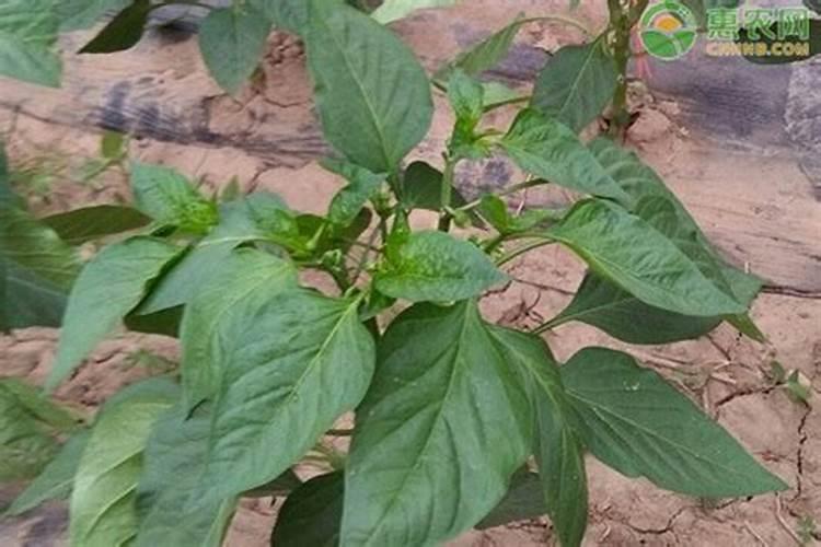 辣椒落花落果打什么药