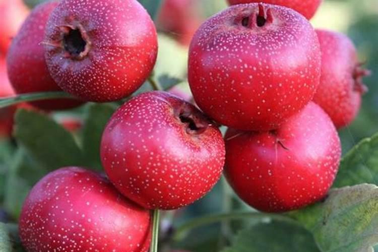 茄子需要施什么肥最好？