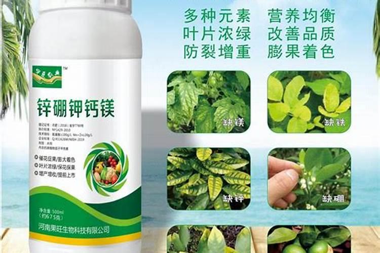 秋葵在什么时候施肥