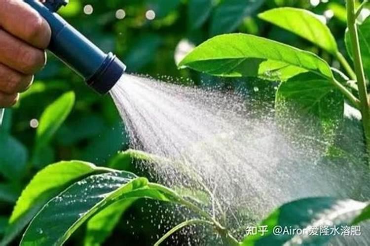 水溶肥滴灌施用注意事项