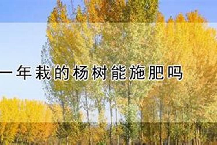 杨树一年浇几次水