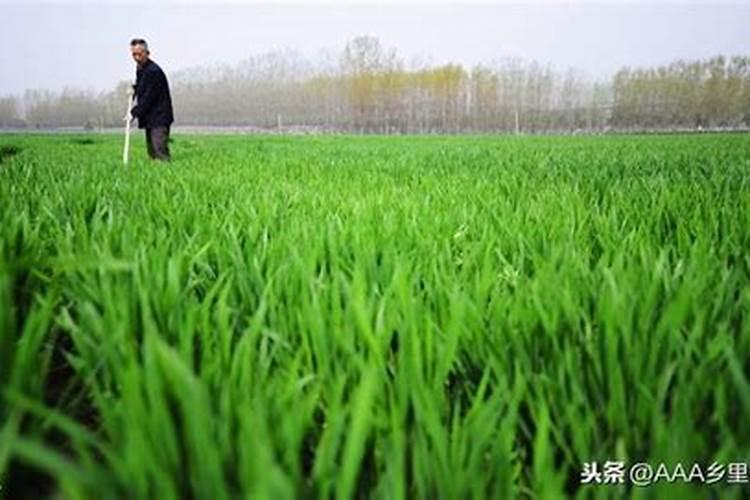 水稻什么时候用芸苔素好 使用方法及技巧