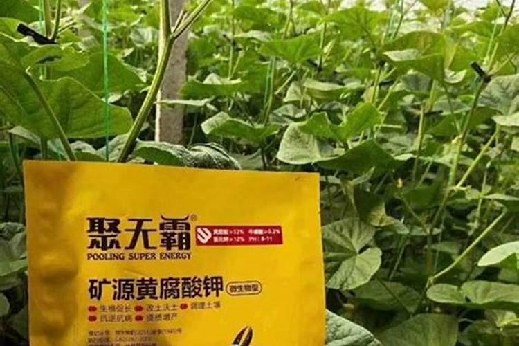 大棚蔬菜种植需要注意什么 大棚蔬菜种植注意事项