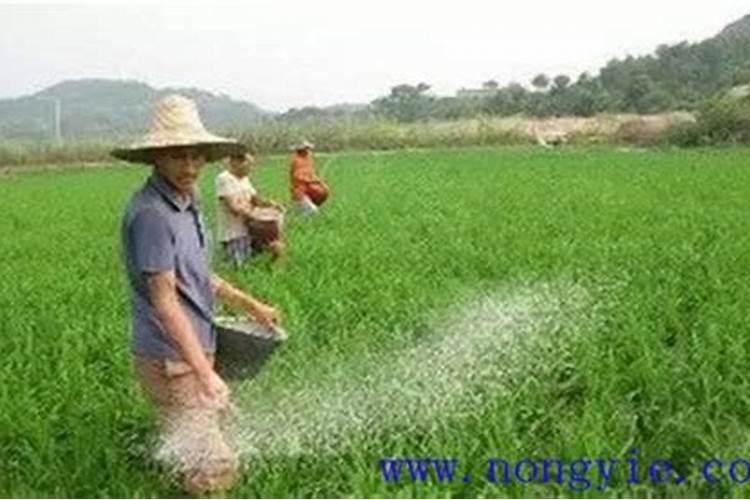 苹果树要怎样追肥？