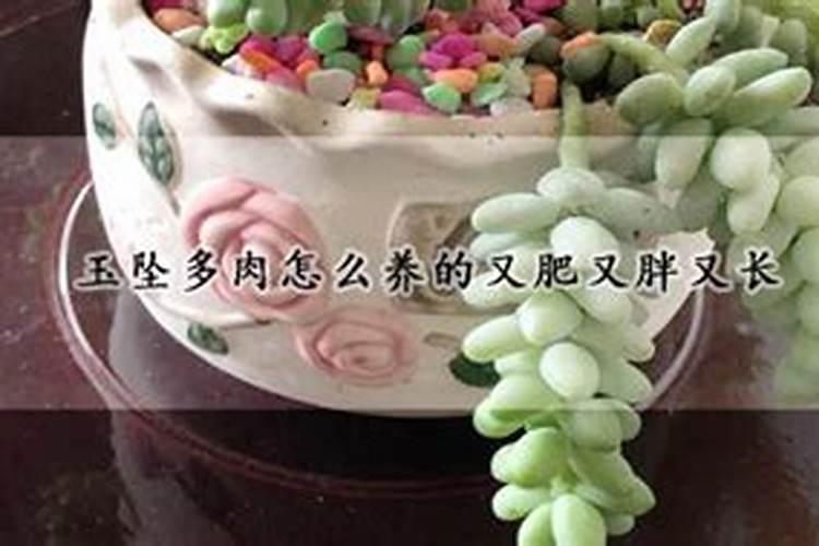 新玉缀怎么养 新玉坠多肉介绍 新玉缀浇水方法