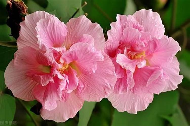 芙蓉花花期可以施肥吗 怎么施肥