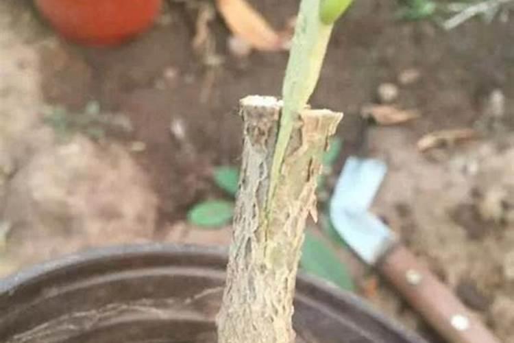 ？有需要树木嫁接吗？