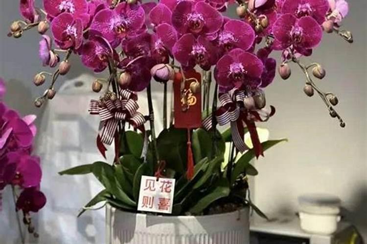 蝴蝶兰花期如何养护管理？