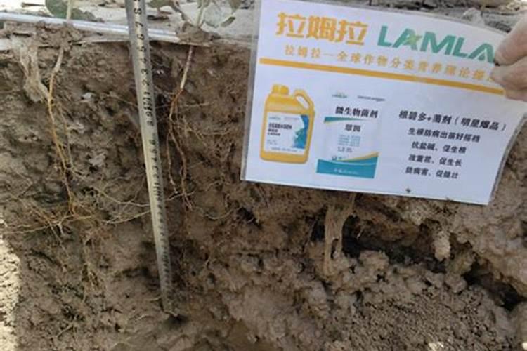 什么肥料促进根系生长
