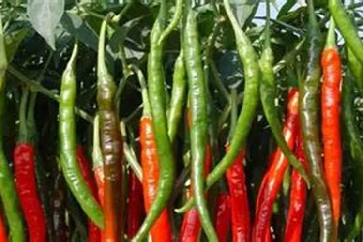 水溶肥多少一斤