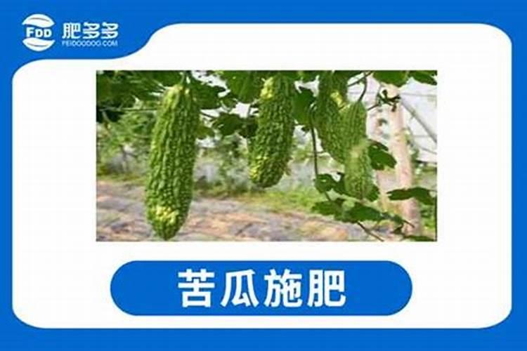 苦瓜施什么肥才挂果多 如何施肥最好