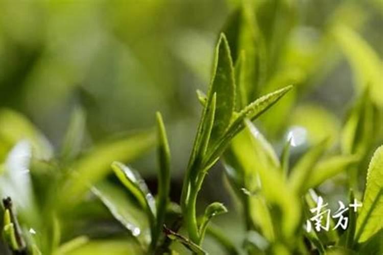 茶叶专用肥料,附茶叶的种植技术