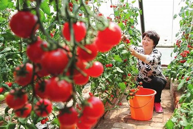 番茄平衡肥什么时候用
