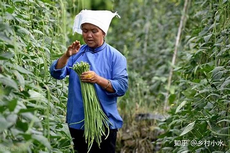 适合豆角种植的肥料都有哪些？