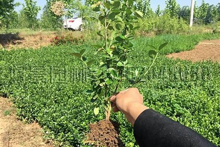 冬青种植需要注意点什么？谢谢