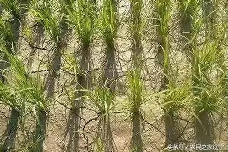 水稻钾肥什么时候施