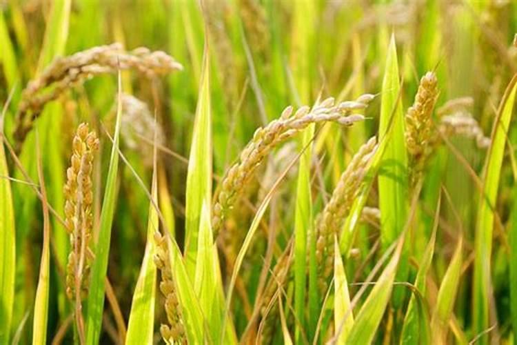 水稻晒田最怕三个东西