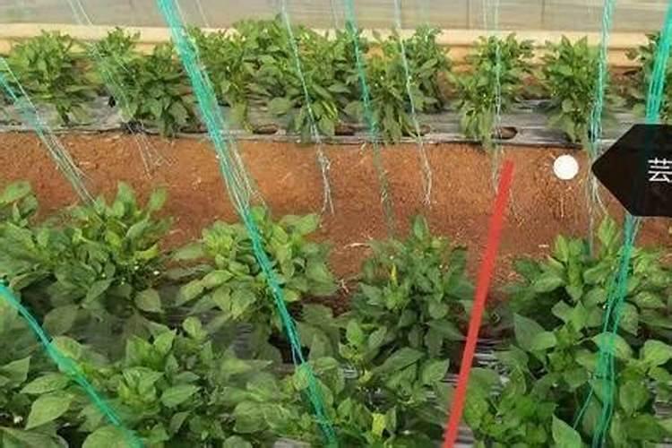 草甘膦加尿素除草效果如何 草甘膦加尿素除草效果如何呢