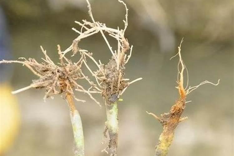 大蒜植株矮小是什么病 如何防治