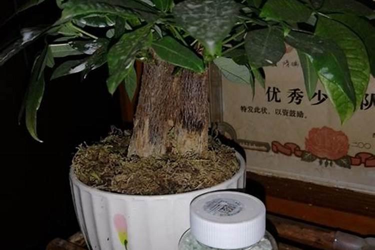 生黄豆做肥料最佳最简单方法