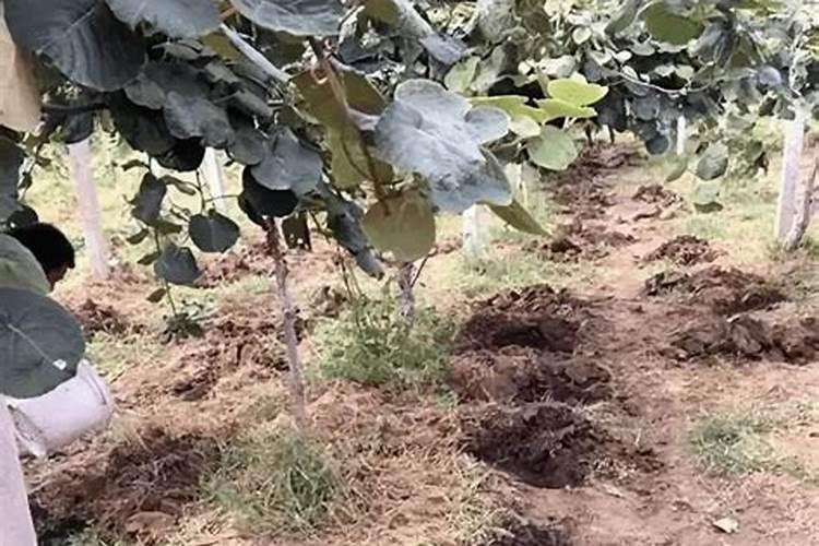 猕猴桃开花前使用什么肥料 注意事项有哪些