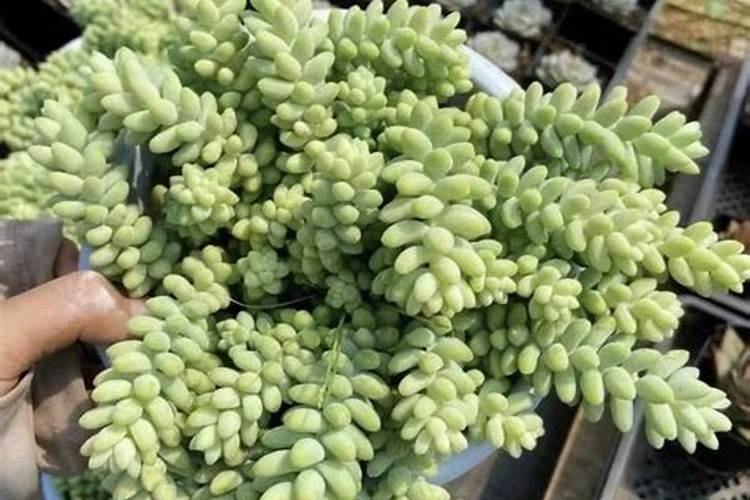 多肉植物玉坠徒长怎么办
