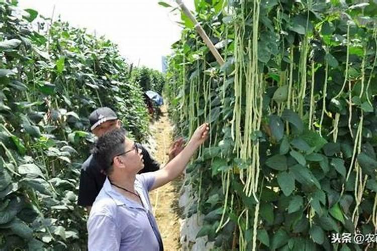 重楼怎么育苗