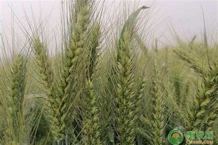 种小麦上肥料只用磷肥和钾肥可以吗？