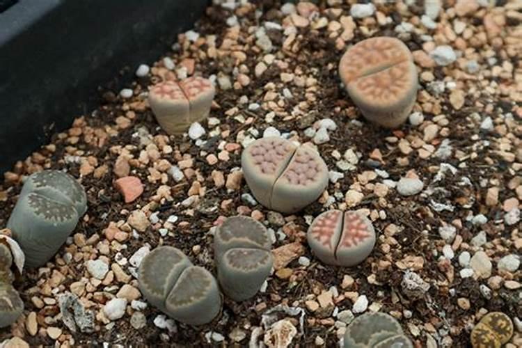 生石花怎么施肥