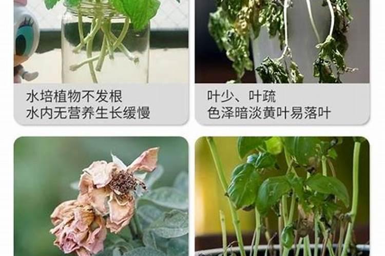 花卉烂根怎么重新生根花从根部烂掉什么原因