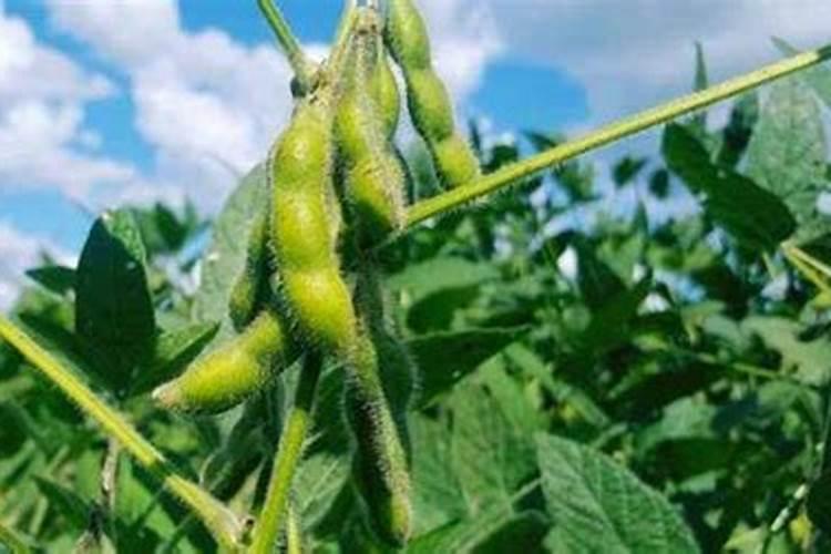 种花用什么肥料比较好