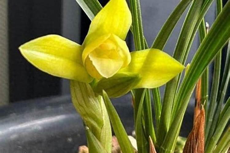 兰花开花前如何养护