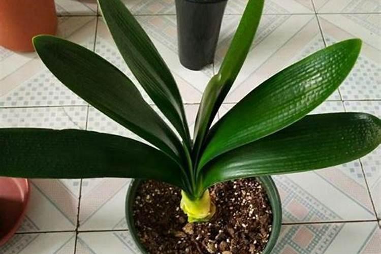 君子兰的养殖方法和注意事项多久浇一次和多久施肥