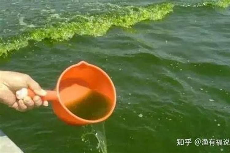蓝藻—补磷还是控磷？