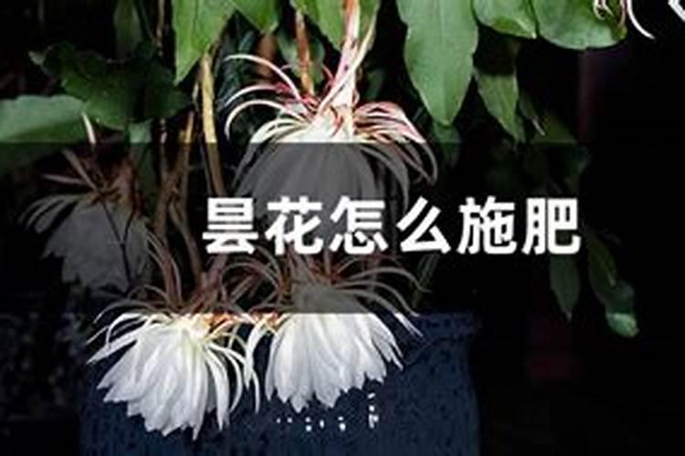 昙花怎么施肥
