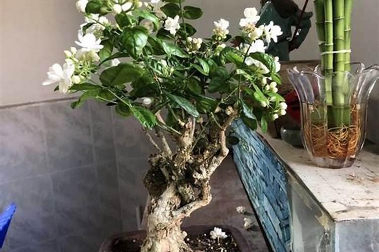 怎么让茉莉花快速发芽？
