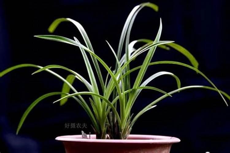 兰花可以喷水在叶面上吗